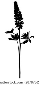 Vector illustrations of a lupine flower