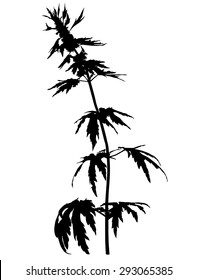 Vector illustrations of motherwort Leonurus flower silhouette