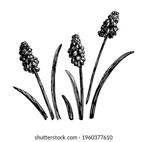 Vector illustrations of Muscari drawn with a black line on a white background.