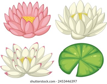 Vector illustrations of pink and white lotus flowers and leaf.