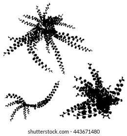Vector illustrations of plant - top view. Easy to use in your landscape design projects on white background