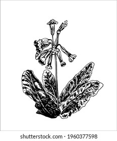 Vector illustrations of Primrose drawn with a black line on a white background.