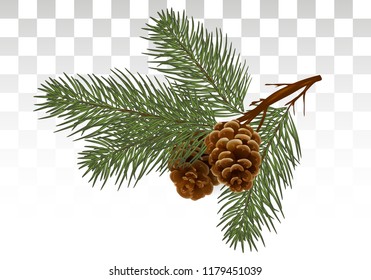 Vector illustrations in a realistic style. Pine / cedar branch with cones. Nature in details. for decor, invitations, postcards, design. Christmas theme.