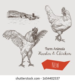 Vector illustrations of rooster, chicken and countryside. Etching style