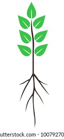 Vector illustrations of seedling with green leaves