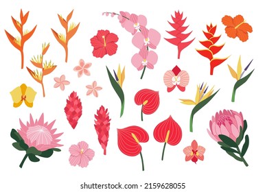 Vector illustrations set of bright tropical flowers. Exotic flowers collection. Botanical summer decor