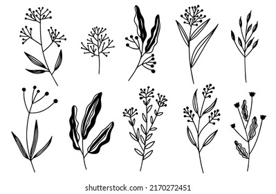 Vector illustrations - a set of graphic flowers, plants. 10 hand-drawn sketch-style design elements. Perfect for creating prints, patterns, tattoos, etc.