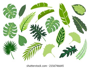 Ilustraciones vectoriales de hojas tropicales verdes. Colección de plantas exóticas. Decoración botánica para el verano