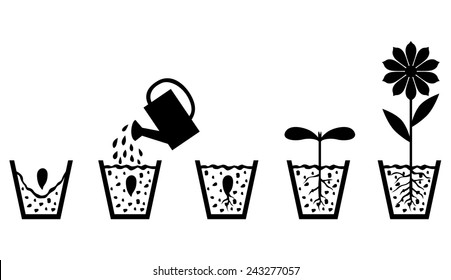 Vector illustrations of set image of scheme of plant growth from seed to flower