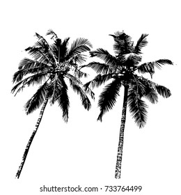 Vector illustrations Set realistic black silhouettes isolated tropical palm trees on a white background