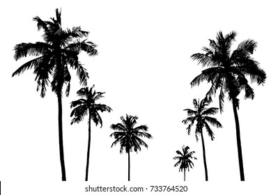 Vector illustrations Set realistic black silhouettes isolated tropical palm trees on a white background