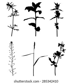Vector illustrations of set silhouette summer plants