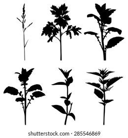 Vector illustrations of set silhouette summer grass plants