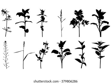 Vector illustrations of set silhouette summer wild herbals plants