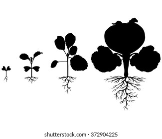 Vector illustrations of Set of silhouettes of cabbages plants at different stages