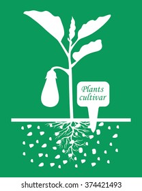 Vector illustrations of Set of silhouettes of eggplant plants with label cultivar on green background