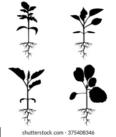 Vector illustrations of set of silhouettes of sprouts