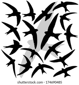 Vector illustrations set of the silhouettes of Swifts (bird).
