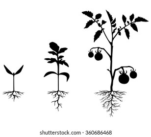 plant root clip art