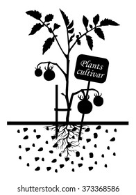 Vector illustrations of Set of silhouettes of tomato plants with label cultivar