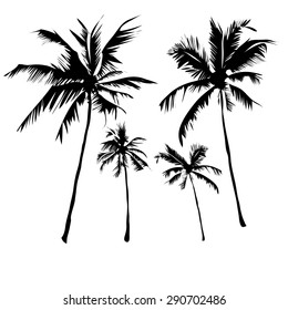 Vector illustrations Set tropical palm trees with leaves on a white background, mature and young plants, black silhouettes isolated on white background. 