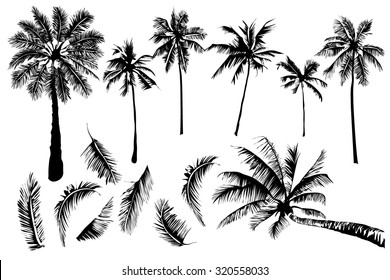 Vector illustrations Set tropical palm trees with leaves on a white background, mature and young plants, black silhouettes isolated on white background. 