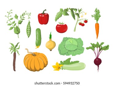 Vector illustrations set of vegetables on white background. Gardening topic.