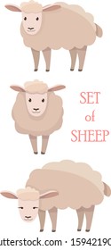 Vector illustrations of sheep in different positions isolated on a white background in cartoon style.