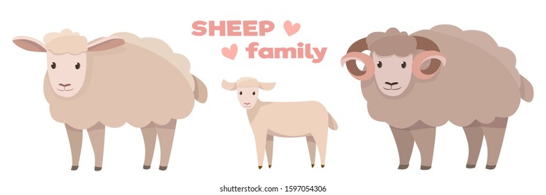 Vector illustrations of sheep in different positions isolated on a white background in cartoon style.