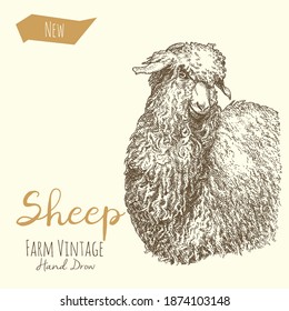 Vector illustrations of Sheep. Vintage gravure style