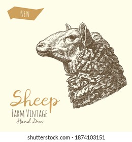 Ilustraciones vectoriales de oveja. Estilo de gravidez vintage