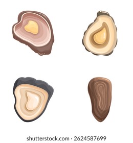 Ilustrações vetoriais que mostram quatro tipos diferentes de conchas de ostras e moluscos desenhadas esteticamente