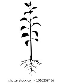 Vector illustrations of silhouette annual seedling pear tree with leaves and roots 