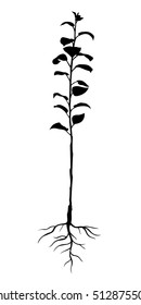 Vector illustrations of silhouette annual seedling apple trees with roots