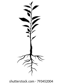 Vector illustrations of silhouette annual seedling cherry tree with leaves and roots 