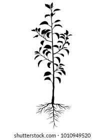 Vector illustrations of silhouette biennial seedling pear tree with leaves and roots 