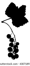 Vector illustrations of silhouette black and white icon of redcurrant