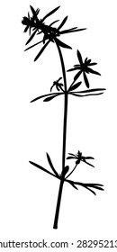 Vector illustrations of silhouette grass plant
