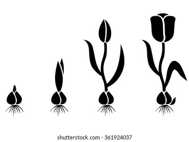 Vector illustrations of silhouette of growth cycle tulip bulbs to flower