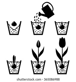 Vector illustrations of silhouette of growth cycle tulip bulbs to flower in pot