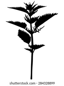 Vector illustrations of silhouette nettle "Urtica urens" flower