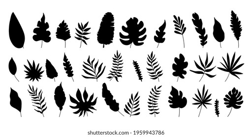 Vector illustrations silhouette of palm trees and leaves. Tropical collection isolated on background.	
