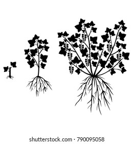 Vector illustrations of silhouette saplings of currants of different ages