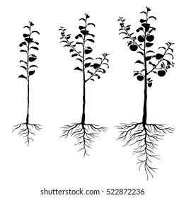 Vector illustrations of silhouette seedling apple trees with roots and fruits set