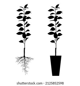 Vector illustrations of silhouette seedling with open and closed root system