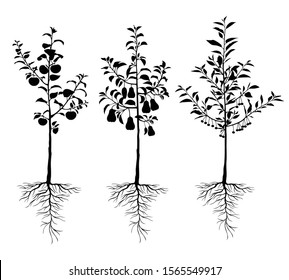 Vector illustrations of silhouette seedling young fruit  trees with roots and fruits set