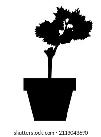 Vector illustrations of silhouette of a sprouted grape cutting in pot