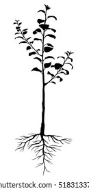 Vector illustrations of silhouette two-year seedling apple trees with roots
