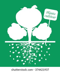 Vector illustrations of silhouettes of cabbage plants with label cultivar on green background
