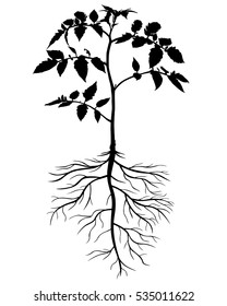 Vector illustrations of silhouettes of tomato plants